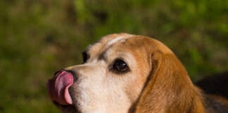 Licking can be a sign of displacement behavior in dogs.