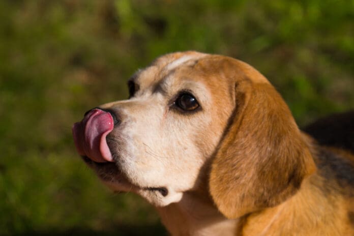 Licking can be a sign of displacement behavior in dogs.