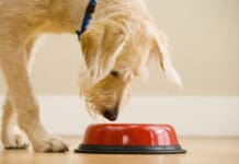 Dog gut health is an increasingly important part of keeping a dog healthy.