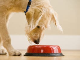 Dog gut health is an increasingly important part of keeping a dog healthy.
