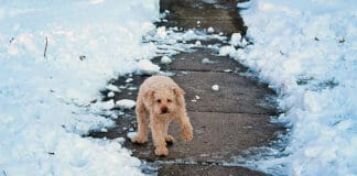 How cold is to cold for a dog? It depends on the dog.