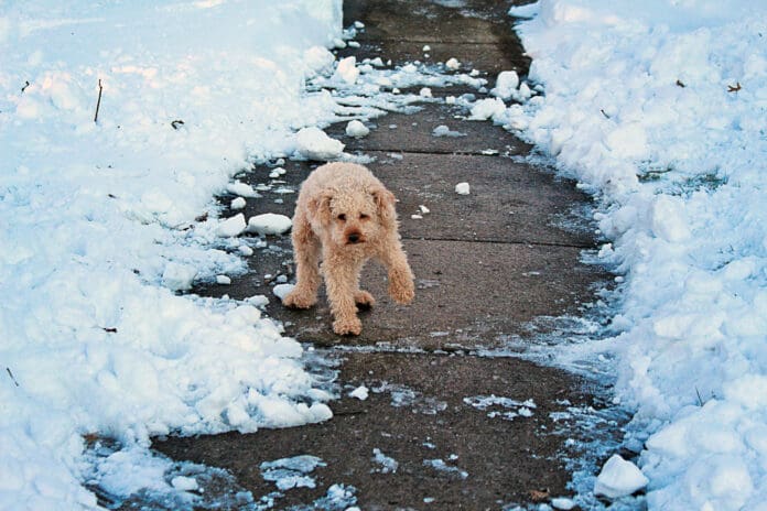 How cold is to cold for a dog? It depends on the dog.