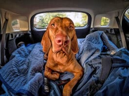 Cerenia for dogs is an injection for vomiting and motion sickness.