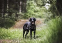 Walks in the wilderness are fun for both you and your dog, but can open them up to tickborne infections like babesiosis.