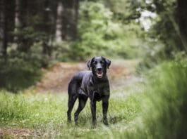 Walks in the wilderness are fun for both you and your dog, but can open them up to tickborne infections like babesiosis.