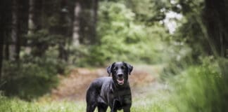 Walks in the wilderness are fun for both you and your dog, but can open them up to tickborne infections like babesiosis.