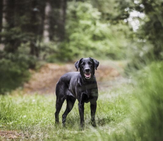 Walks in the wilderness are fun for both you and your dog, but can open them up to tickborne infections like babesiosis.