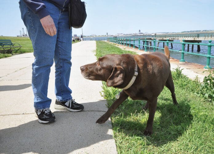 Dog dogging away from a person who is hovering over him.