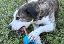 Bully stick holders prevent dogs from swallowing the last few inches of a bully stick.