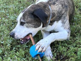 Bully stick holders prevent dogs from swallowing the last few inches of a bully stick.