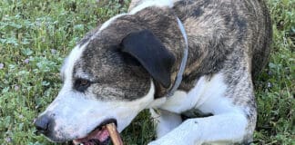 Bully stick holders prevent dogs from swallowing the last few inches of a bully stick.