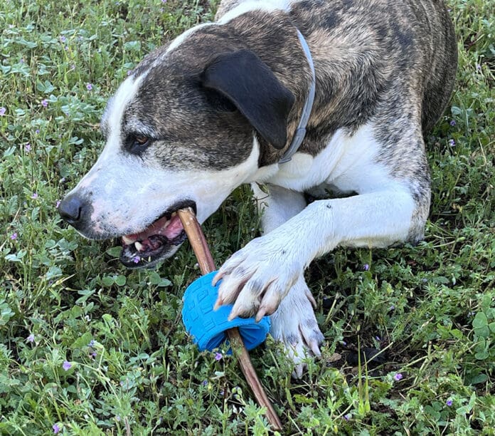 Bully stick holders prevent dogs from swallowing the last few inches of a bully stick.