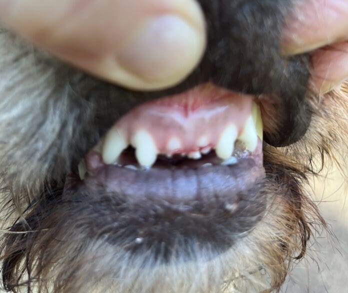 A dog can break their teeth playing in the house.