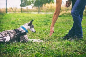 A fun easy trick to teach your dog is crawling or army crawling.