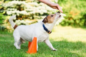 Showing a dog how to do figure eights is a fun and easy trick to teach your dog.