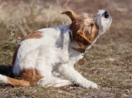 A Guide to Dog Allergy Medications Dog allergy medication can help with a dog's constant itchiness, and other symptoms.