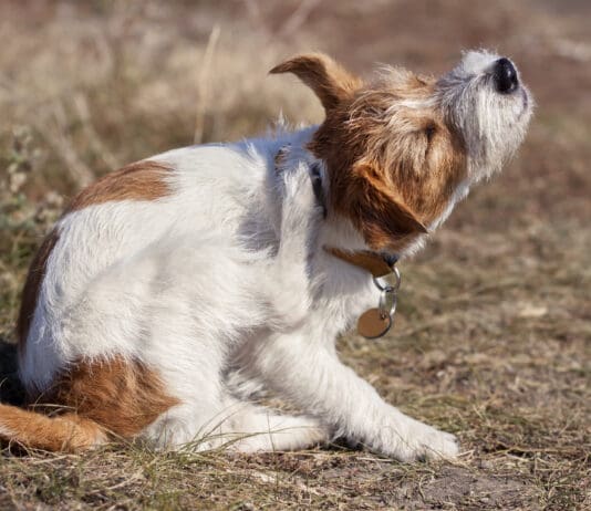 Dog allergy medication can help with a dog's constant itchiness, and other symptoms.