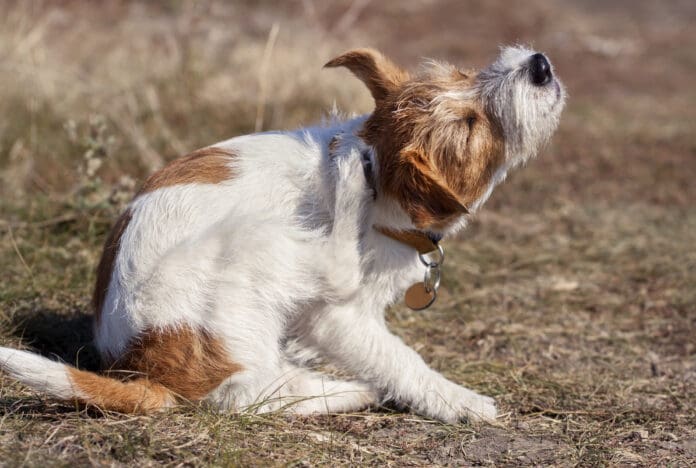 Dog allergy medication can help with a dog's constant itchiness, and other symptoms.