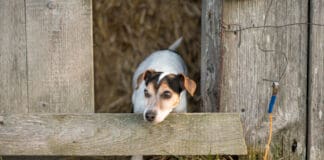 A rat terrier playing in a bar where there is a chance the dog could eat rat poison if unsupervised.