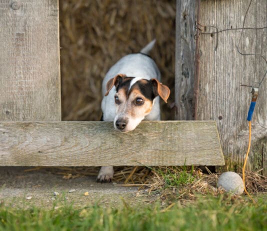 A rat terrier playing in a bar where there is a chance the dog could eat rat poison if unsupervised.