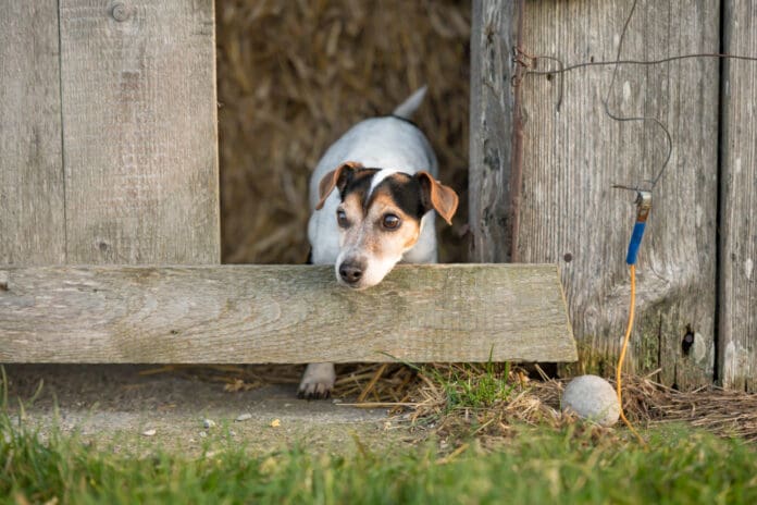 A rat terrier playing in a bar where there is a chance the dog could eat rat poison if unsupervised.