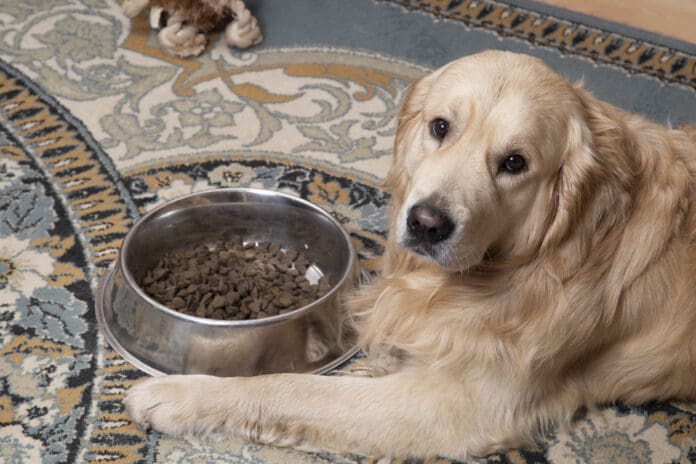 Dog taste buds work in a different way than human taste buds do.