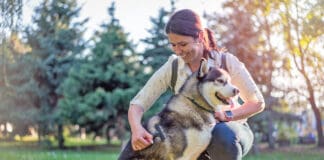 Your dog losing hair is upsetting, but hair loss isn't always harmful.