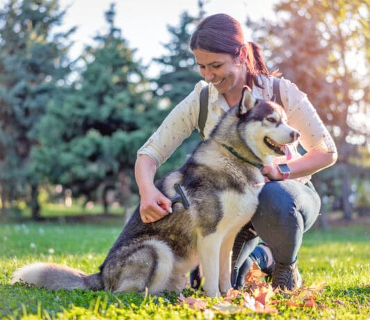 Why Is My Dog Losing Hair? Your dog losing hair is upsetting, but hair loss isn't always harmful.