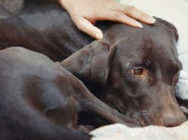 A sick dog that doesn't eat may eat bland foods if offered.