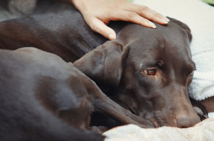 A sick dog that doesn't eat may eat bland foods if offered.