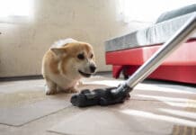 Vacuum cleaners and other sounds dogs hate can be a source of stress for a dog.