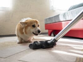 Common Sounds Dogs Hate Vacuum cleaners and other sounds dogs hate can be a source of stress for a dog.