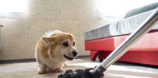 Vacuum cleaners and other sounds dogs hate can be a source of stress for a dog.