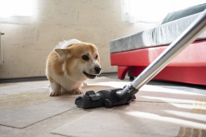 Vacuum cleaners and other sounds dogs hate can be a source of stress for a dog.