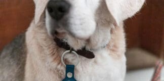 Dog tracking devices are a desired device, but rarely work as desired.