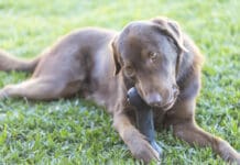 An adorable brown dog gnaws on a hard plastic toy.