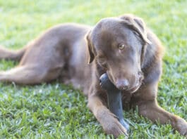 The Best Dog Toys for Serious Chewers An adorable brown dog gnaws on a hard plastic toy.