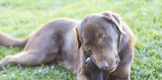 An adorable brown dog gnaws on a hard plastic toy.