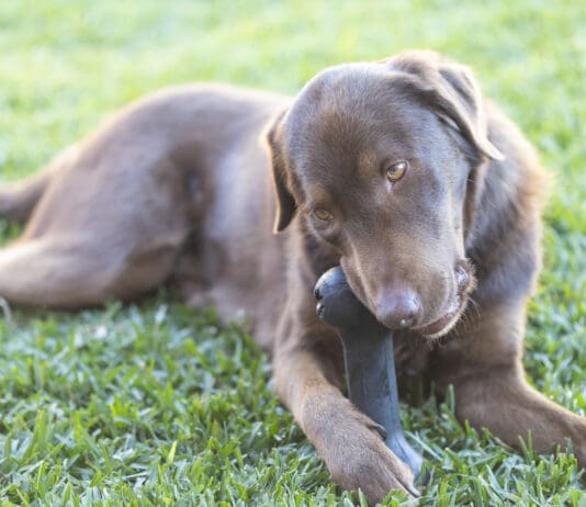 An adorable brown dog gnaws on a hard plastic toy.