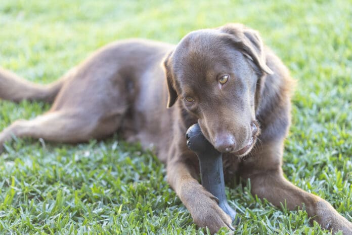 An adorable brown dog gnaws on a hard plastic toy.