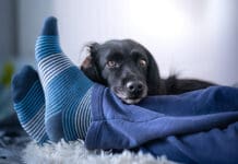 Dogs lay on your feet to show how much they care for her.