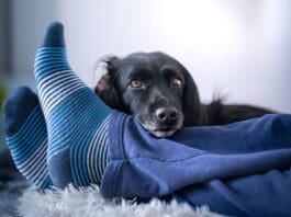 Dogs lay on your feet to show how much they care for her.