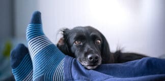 Dogs lay on your feet to show how much they care for her.