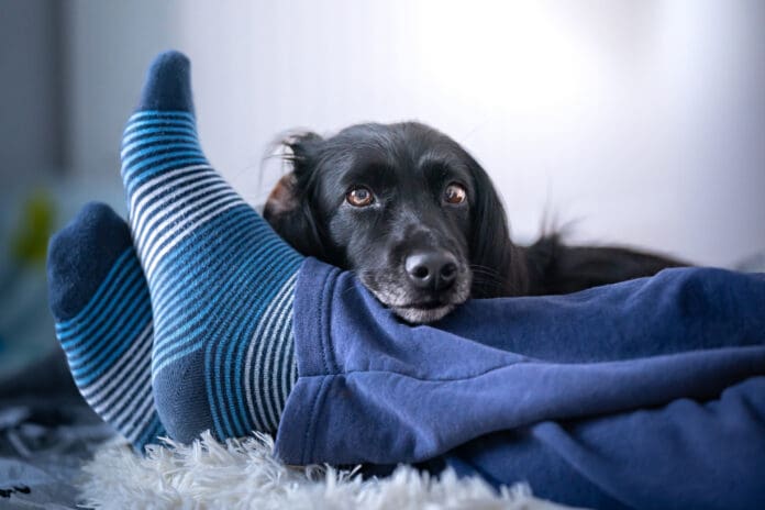 Dogs lay on your feet to show how much they care for her.