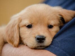 Puppy Strangles: Symptoms, Diagnosis and Treatment Rarely, young dogs can be affected by puppy strangles for reasons that aren't entirely clear.