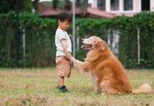 Dog trainings is surprisingly easy, you just need to start training your dog.