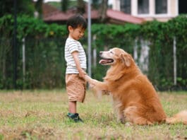 Dog trainings is surprisingly easy, you just need to start training your dog.