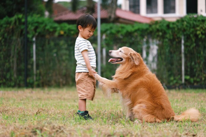 Dog trainings is surprisingly easy, you just need to start training your dog.