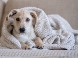 Dogs can get hypothermia even in warm weather if they get wet during a swim or rainstorm.