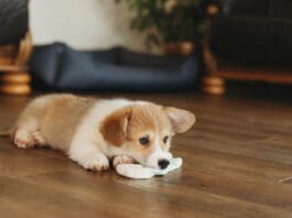Inducing vomiting in dogs is a last resort when they've eaten something they shouldn't have.